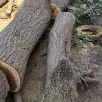 چوب ساختمانی و باغ