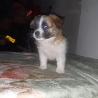 سگ اشپیتز وکورگی میکس