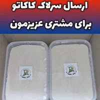 سرلاک طوطی و کبوتر کاکاتو