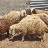 بره
