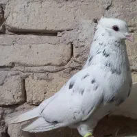 سار کاکلی