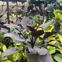 فروش فوری تمام گل‌های گلخانه  به علت تغییر شغل