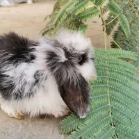 خرگوش لوپ خالص