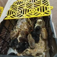 حمیدیه جوجه عرب|حیوانات مزرعه|حمیدیه, |دیوار