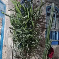 گل  گیاه|گل و گیاه طبیعی|بندر دیر, |دیوار