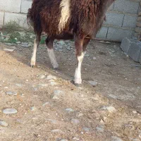 نر بره|حیوانات مزرعه|گمیشان, |دیوار