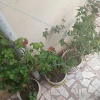 ۶۳ گلدون دارم