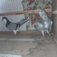 یه جفت دمگیر|پرنده|اصفهان, حصه شمالی|دیوار