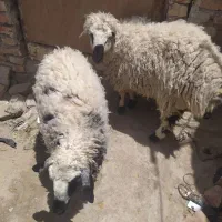 گوسفند قربانی