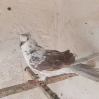 کبوتر|پرنده|قم, هنرستان|دیوار