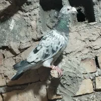 کبوتر|پرنده|بیرجند, |دیوار