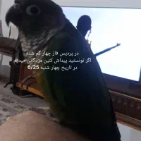 گم شده در پردیس با مژدگانی