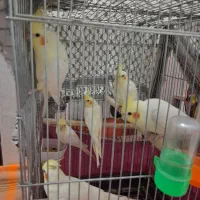 عروس هلندی لوتینو|پرنده|مشهد, سمزقند|دیوار