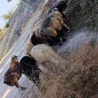 میش آبستن داشتی|حیوانات مزرعه|جره و بالاده, |دیوار