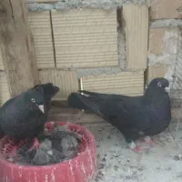 سیاه هل سینه سبز