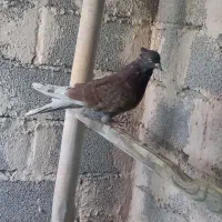 کبوتران پرشی|پرنده|خوی, |دیوار