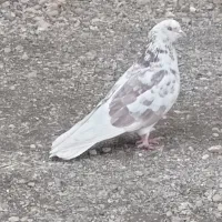 یک عدد کبوتر پریشی