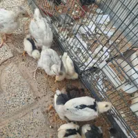 مرغ و خروس گلین اصل|حیوانات مزرعه|جوانرود, |دیوار