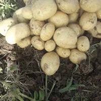 سیب زمینی بذری کارلیا ۴۰۲ تضمینی|عمدهفروشی|قیدار, |دیوار