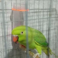 طوطی ملنگو ماده بافت عروس هلندی|پرنده|بافت, |دیوار