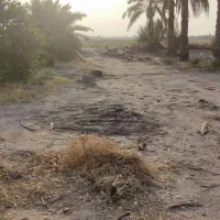 اجاره نیم هکتار زمین کشاورزی جهاد آباد (قطره ای)|اجارهٔ دفتر صنعتی، کشاورزی، تجاری|عنبرآباد, |دیوار