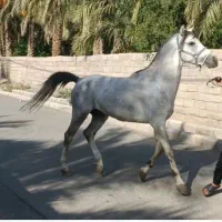 اسب|اسب و تجهیزات اسب‌سواری|نرماشیر, |دیوار