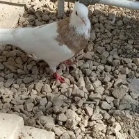کبوتر|پرنده|چغادک, |دیوار