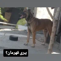 سلام عشق بازان ایران تهران|سگ|تهران, بهارستان|دیوار