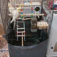 عروس هلندی|پرنده|کبودرآهنگ, |دیوار