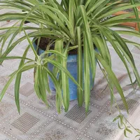 حراج انواع گل طبیعی