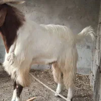 کهره نر