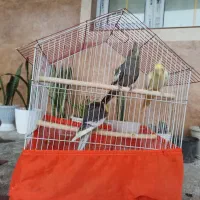 عروس هلندی یک جفت ب همراه جوجه