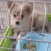 سگ دستی و خونگی