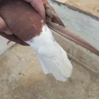 کبوتر سرخ دمسفید جیگری|پرنده|اسدآباد, |دیوار