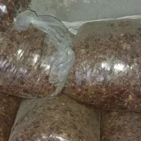 فروش خرما  2تن بار جدید