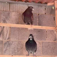 کبوتر هما|پرنده|اندیشه, اندیشه فاز ۲|دیوار