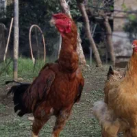 خروس لاری اصیل
