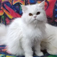 گربه پرشین کلاسیک|گربه|زاهدان, |دیوار