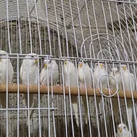 مرغ عشق هلندی