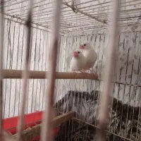 پرنده فنج گلد نرگسی نروماده|پرنده|شیراز, گلشن|دیوار