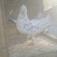 کفترتهرانی سفید|پرنده|شال, |دیوار