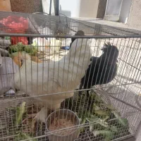 مرغ وخروس ابریشمی ۱۴۰۰۰۰۰