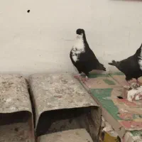 دو جفت خوشگل|پرنده|زرند, |دیوار