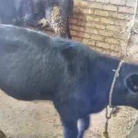 گوساله شیر خوار