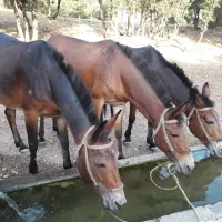 3 راس قاطر ماده