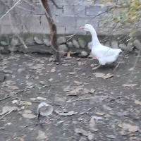 قوغاز سفید|حیوانات مزرعه|علیآباد کتول, |دیوار