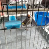 سهره نر  جوجه قفس کرمانی مست بخون