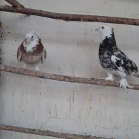 کبوتر دوازده جفت سرور و زرد کالکی و کاکل پاپر|پرنده|باقرشهر, |دیوار