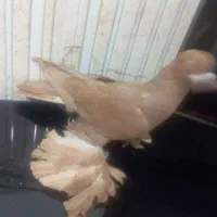 کبوتر|پرنده|بناب, |دیوار