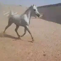 مادیان عرب خالص